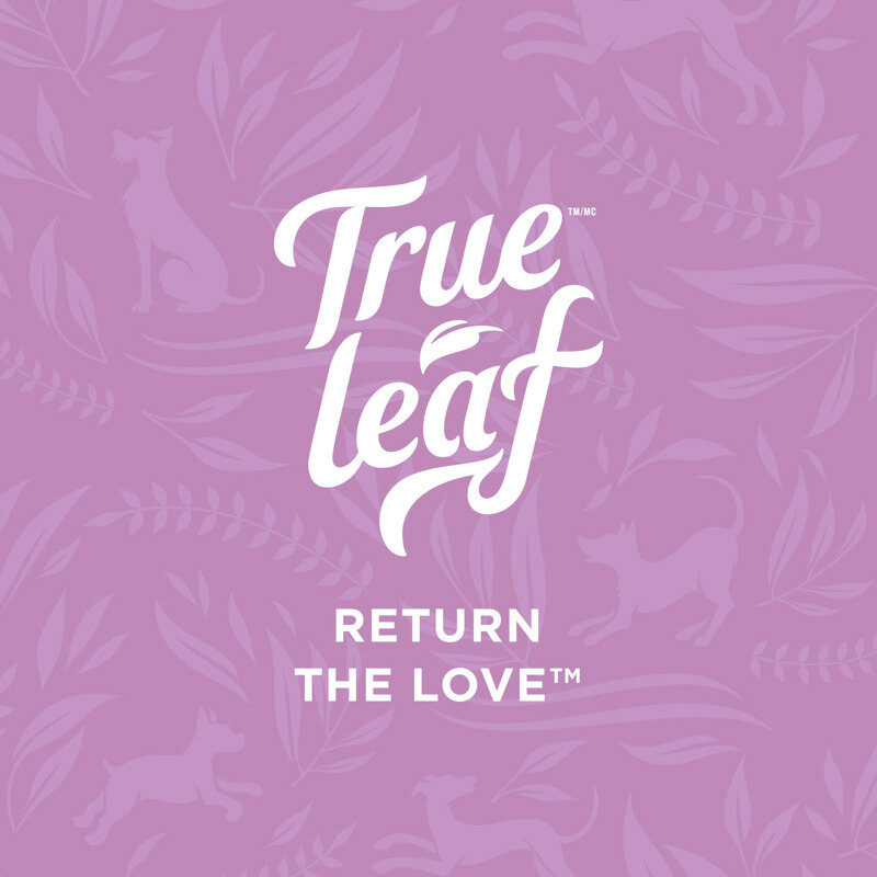 True Leaf logo on a purple background with leaf pattern